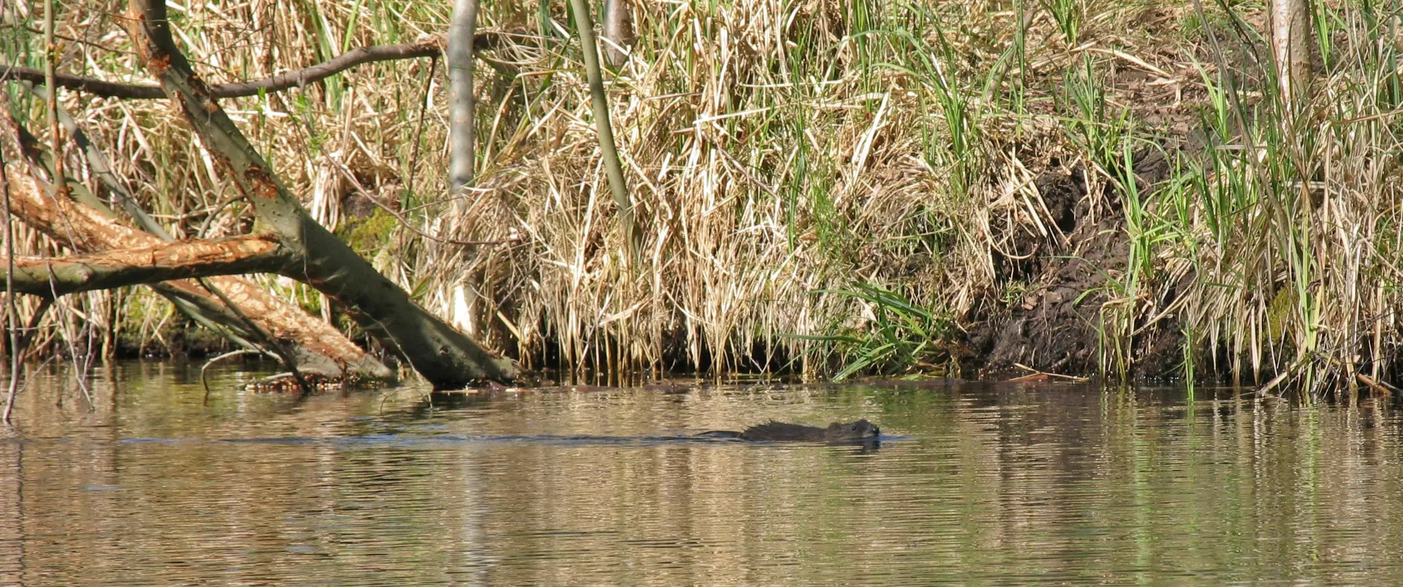 Biber im Gosener Graben