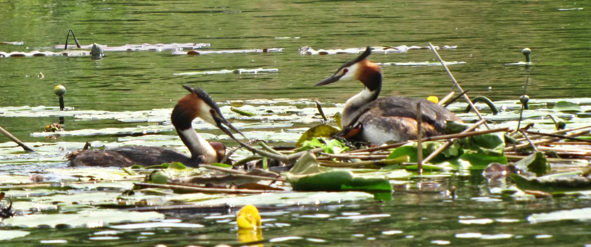 Haubentaucher beim Nestbau im Seddinsee