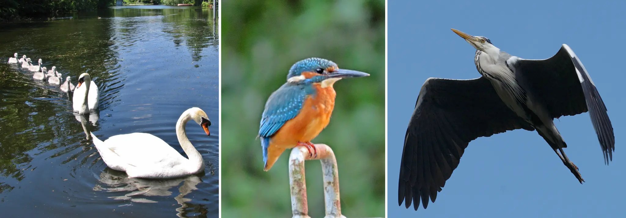 Wasservögel in Hessenwinkel (Schwäne, Eisvogel, Reiher)
